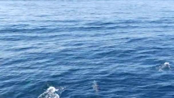 View from the boat, Common Dolphins pod in open water during Whale watching tour, Southern California. Playfully jump out of the Pacific Ocean making splashes and swimming in the sea. Marine wildlife — 비디오