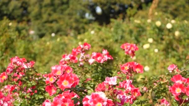 Jardin de roses anglais. Rosarium Fond floral. Fleurs tendres Floraison, abeille mellifère collecte le pollen. Gros plan du parterre de fleurs du chapelet. Buisson fleuri, foyer sélectif avec insectes et pétales délicats.