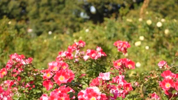 Anglická růžová zahrada. Rosarium Květinové pozadí. Květy kvetou, včela sbírá pyl. Detailní záběr růžence květinové záhonky. Kvetoucí keř, selektivní zaměření s hmyzem a jemnými okvětními lístky. — Stock video