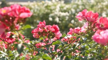 İngiliz gül bahçesi. Rosarium Çiçek arka planı. Yumuşak çiçekler açıyor, bal arısı polen topluyor. Tespih çiçeği tarlasına yakın çekim. Çiçekli çalı, böceklerle ve hassas yapraklarla seçici bir odak..