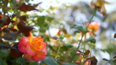 İngiliz gül bahçesi. Rosarium Çiçek arka planı. Yumuşak çiçekler açıyor, bal arısı polen topluyor. Tespih çiçeği tarlasına yakın çekim. Çiçekli çalı, böceklerle ve hassas yapraklarla seçici bir odak..