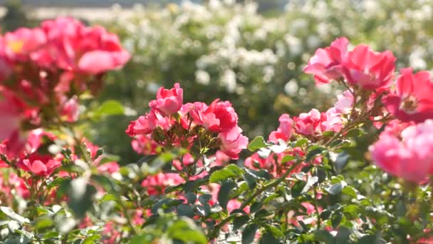 Angol rózsa kert. Rosarium Virágos háttér. Gyengéd virágok virágoznak, a méh virágport gyűjt. Közelkép a rózsafüzér virágágyás. Virágzó bokor, szelektív fókusz rovarokkal és finom szirmokkal. — Stock videók