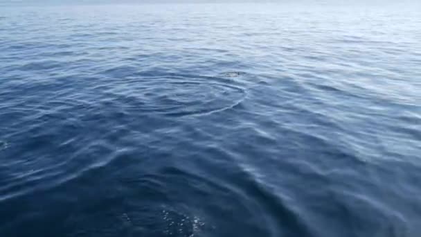 Vista desde el barco, la vaina de Delfines Comunes en aguas abiertas durante el tour de observación de ballenas, al sur de California. Salta juguetonamente del Océano Pacífico haciendo salpicaduras y nadando en el mar. Vida silvestre marina — Vídeos de Stock