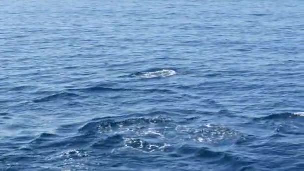 Vista desde el barco, la vaina de Delfines Comunes en aguas abiertas durante el tour de observación de ballenas, al sur de California. Salta juguetonamente del Océano Pacífico haciendo salpicaduras y nadando en el mar. Vida silvestre marina — Vídeo de stock