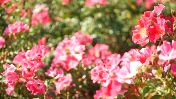 Anglická růžová zahrada. Rosarium Květinové pozadí. Květy kvetou, včela sbírá pyl. Detailní záběr růžence květinové záhonky. Kvetoucí keř, selektivní zaměření s hmyzem a jemnými okvětními lístky. — Stock video