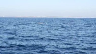 Okyanustaki Gri Balina 'nın teknesinden Kaliforniya, Kaliforniya' ya balina izleme gezisi sırasında deniz manzarası. Eschrichtius robustus, Pasifik kıyısı boyunca güneye, doğum lagünlerine göç eder. Deniz yaban hayatı.