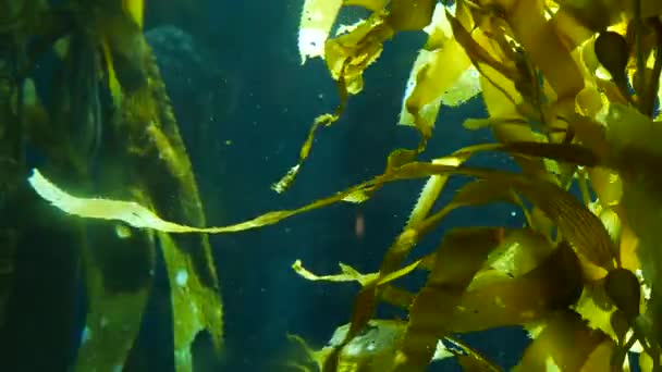 A fénysugarak átszűrődnek egy óriási hínárerdőn. Macrocystis pirifera. Búvárkodás, akvárium és tengeri koncepció. Víz alatt, a hullámzó hínár levelek közelében. Napfény áthatol élénk egzotikus óceáni növényeken — Stock videók