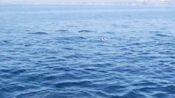 ボートからの眺め、南カリフォルニアのホエールウォッチングツアー中にオープンウォーターで一般的なイルカのポッド。太平洋から飛び降り、海に飛び込み、泳いでいます。海洋生物 — ストック動画