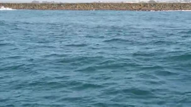 Vista desde el barco, la vaina de Delfines Comunes en aguas abiertas durante el tour de observación de ballenas, al sur de California. Salta juguetonamente del Océano Pacífico haciendo salpicaduras y nadando en el mar. Vida silvestre marina — Vídeo de stock