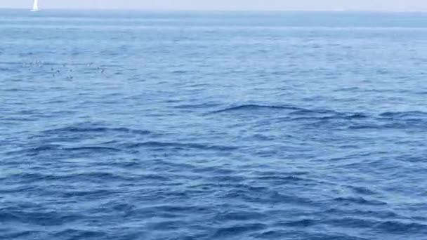 Vista do barco, cápsula de golfinhos comuns em águas abertas durante a excursão de observação de baleias, sul da Califórnia. Salte do Oceano Pacífico fazendo salpicos e nadando no mar. Vida selvagem marinha — Vídeo de Stock