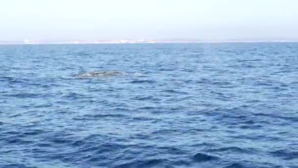 Zeegezicht Uitzicht vanaf de boot van Grey Whale in Ocean tijdens Whalewatching trip, California, Usa. Eschrichtius robustus migreert naar het zuiden naar de winter bevallingslagune langs de Pacifische kust. Zeedieren in het wild. — Stockvideo