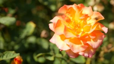 İngiliz gül bahçesi. Rosarium Çiçek arka planı. Yumuşak çiçekler açıyor, bal arısı polen topluyor. Tespih çiçeği tarlasına yakın çekim. Çiçekli çalı, böceklerle ve hassas yapraklarla seçici bir odak..