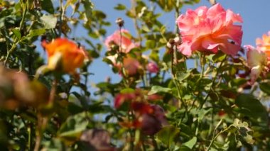 İngiliz gül bahçesi. Rosarium Çiçek arka planı. Yumuşak çiçekler açıyor, bal arısı polen topluyor. Tespih çiçeği tarlasına yakın çekim. Çiçekli çalı, böceklerle ve hassas yapraklarla seçici bir odak..