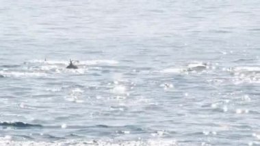 Güney Kaliforniya 'da Balina İzleme Turu sırasında açık denizdeki yunus sürüsü tekneden görülüyor. Pasifik Okyanusu 'ndan neşeyle atlamak, su sıçratmak ve denizde yüzmek. Deniz yaban hayatı