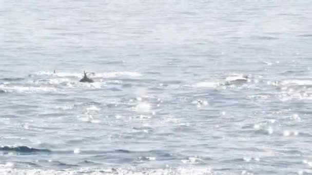 Vista desde el barco, la vaina de Delfines Comunes en aguas abiertas durante el tour de observación de ballenas, al sur de California. Salta juguetonamente del Océano Pacífico haciendo salpicaduras y nadando en el mar. Vida silvestre marina — Vídeo de stock