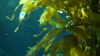 Işık ışınları dev bir Kelp ormanından geçiyor. Macrocystis pyrifera. Dalış, akvaryum ve deniz konsepti. Su altında, sallanan yosun yapraklarına yakın çekim. Güneş ışığı, canlı ve egzotik okyanus bitkilerini deler.