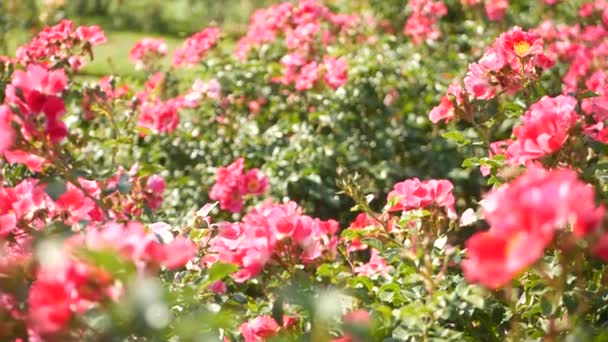 Engelska rosor trädgård. Rosarium blommig bakgrund. Vinnare blommor Blommar, honung bi samlar pollen. Närbild av radband blomma säng. Blommande buske, selektivt fokus med insekter och fina kronblad. — Stockvideo