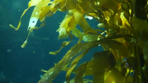Raios de luz filtram através de uma floresta de algas gigantes. Macrocystis pyrifera. Mergulho, Aquário e conceito marinho. Subaquático perto de balançar folhas de algas marinhas. Luz solar perfura vibrante exótico Oceano plantas — Vídeo de Stock