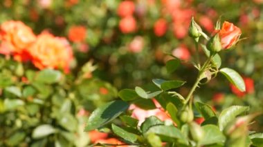 İngiliz gül bahçesi. Rosarium Çiçek arka planı. Yumuşak çiçekler açıyor, bal arısı polen topluyor. Tespih çiçeği tarlasına yakın çekim. Çiçekli çalı, böceklerle ve hassas yapraklarla seçici bir odak..