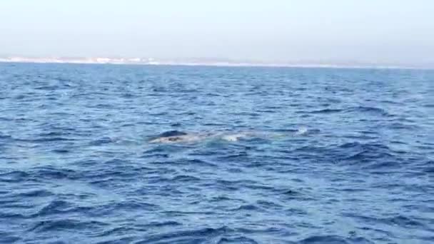 Seascape View from the boat of Grey Whale in Ocean during Whalewatching trip, California, USA. Eschrichtius robustus migrating south to winter birthing lagoon along Pacific coast. Marine wildlife. — Stock Video