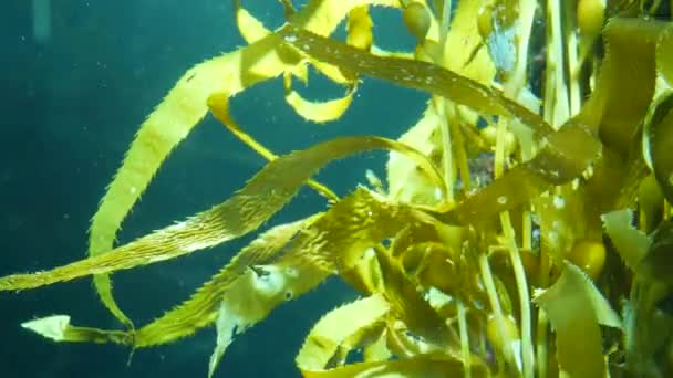 Light rays filter through a Giant Kelp forest. Macrocystis pyrifera. Diving, Aquarium and Marine concept. Underwater close up of swaying Seaweed leaves. Sunlight pierces vibrant exotic Ocean plants — Stock Video