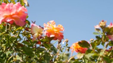 İngiliz gül bahçesi. Rosarium Çiçek arka planı. Yumuşak çiçekler açıyor, bal arısı polen topluyor. Tespih çiçeği tarlasına yakın çekim. Çiçekli çalı, böceklerle ve hassas yapraklarla seçici bir odak..
