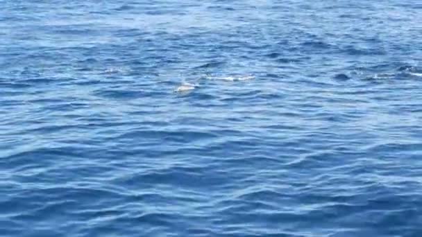 Vista do barco, cápsula de golfinhos comuns em águas abertas durante a excursão de observação de baleias, sul da Califórnia. Salte do Oceano Pacífico fazendo salpicos e nadando no mar. Vida selvagem marinha — Vídeo de Stock