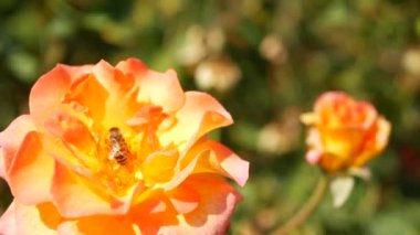 İngiliz gül bahçesi. Rosarium Çiçek arka planı. Yumuşak çiçekler açıyor, bal arısı polen topluyor. Tespih çiçeği tarlasına yakın çekim. Çiçekli çalı, böceklerle ve hassas yapraklarla seçici bir odak..