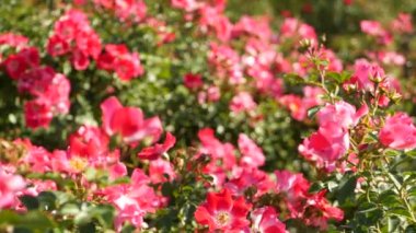 İngiliz gül bahçesi. Rosarium Çiçek arka planı. Yumuşak çiçekler açıyor, bal arısı polen topluyor. Tespih çiçeği tarlasına yakın çekim. Çiçekli çalı, böceklerle ve hassas yapraklarla seçici bir odak..