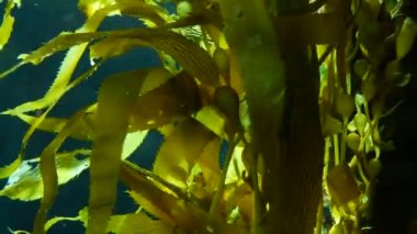 Işık ışınları dev bir Kelp ormanından geçiyor. Macrocystis pyrifera. Dalış, akvaryum ve deniz konsepti. Su altında, sallanan yosun yapraklarına yakın çekim. Güneş ışığı, canlı ve egzotik okyanus bitkilerini deler.