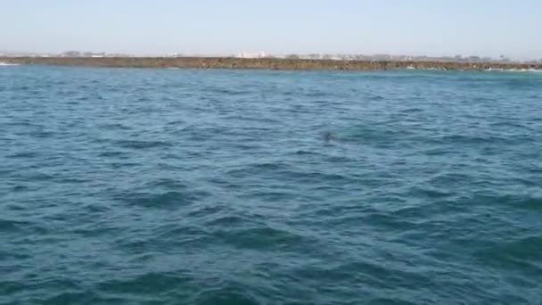 Utsikt från båten, Common Dolphins kapsel i öppet vatten under valskådning turné, södra Kalifornien. Lekfullt hoppa ut ur Stilla havet och göra stänk och simma i havet. Marint djurliv — Stockvideo
