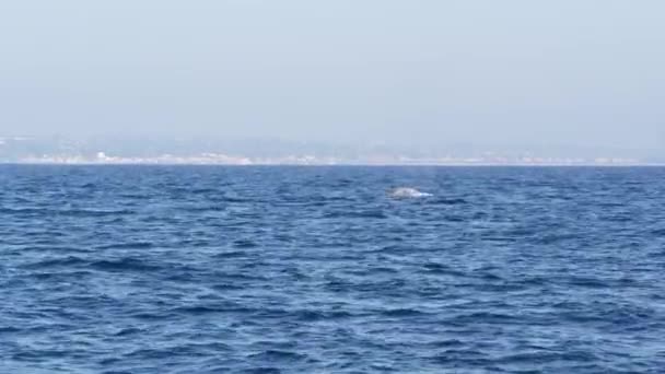 Sea cape View from the boat of Grey Whale in Ocean during Whalewatching trip, California, USA. Eschrichtius robustus мигрирует на юг в зимнюю лагуну вдоль тихоокеанского побережья. Морская дикая природа . — стоковое видео