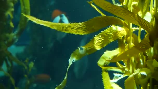 Lichtstralen filteren door een Giant Kelp bos. Macrocystis pyrifera. Duiken, Aquarium en Marine concept. Onderwater close-up van wuivende Seaweed bladeren. Zonlicht doordringt levendige exotische Ocean planten — Stockvideo