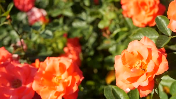 Αγγλικός κήπος με τριαντάφυλλα. Ροσάριο Floral φόντο. Τα τρυφερά λουλούδια ανθίζουν, η μέλισσα συλλέγει γύρη. Κοντινό πλάνο του κομπολόι κρεβάτι λουλούδι. Ανθοφόρος θάμνος, επιλεκτική εστίαση με έντομα και λεπτά πέταλα. — Αρχείο Βίντεο