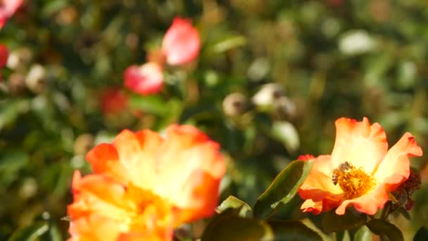 イギリスのバラ園。ロザリウムの花の背景。花を咲かせ、ミツバチが花粉を集めます。バラ色の花壇のクローズアップ。開花ブッシュ、昆虫と繊細な花びらで選択的な焦点. — ストック動画