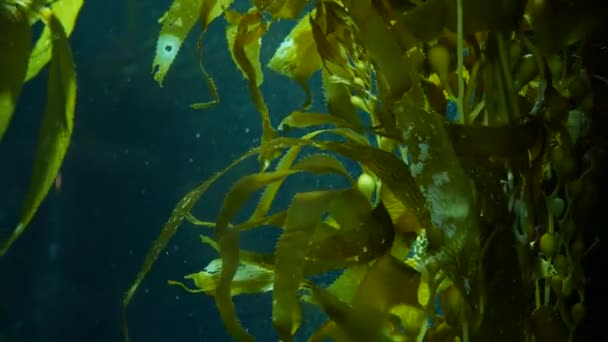 Işık ışınları dev bir Kelp ormanından geçiyor. Macrocystis pyrifera. Dalış, akvaryum ve deniz konsepti. Su altında, sallanan yosun yapraklarına yakın çekim. Güneş ışığı, canlı ve egzotik okyanus bitkilerini deler. — Stok video