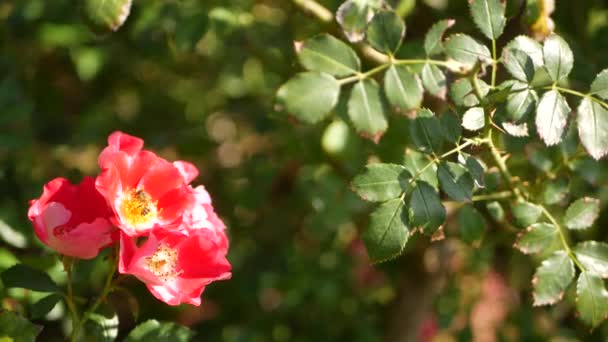 Anglická růžová zahrada. Rosarium Květinové pozadí. Květy kvetou, včela sbírá pyl. Detailní záběr růžence květinové záhonky. Kvetoucí keř, selektivní zaměření s hmyzem a jemnými okvětními lístky. — Stock video