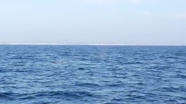 Seascape View from the boat of Grey Whale in Ocean during Whalewatching trip, California, USA. Eschrichtius robustus migrating south to winter birthing lagoon along Pacific coast. Marine wildlife. — Stock Video