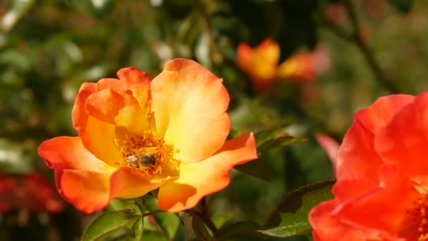 영국 장미원. 로즈마리 식물원의 배경. 좀 더 부드러운 꽃이 피면, 꿀벌은 꽃가루를 모은다. 묵주 꽃밭의 근접 사진. 곤충과 섬세 한 꽃잎에 선택적으로 초점을 맞추면서, 꽃을 피우는 관목. — 비디오