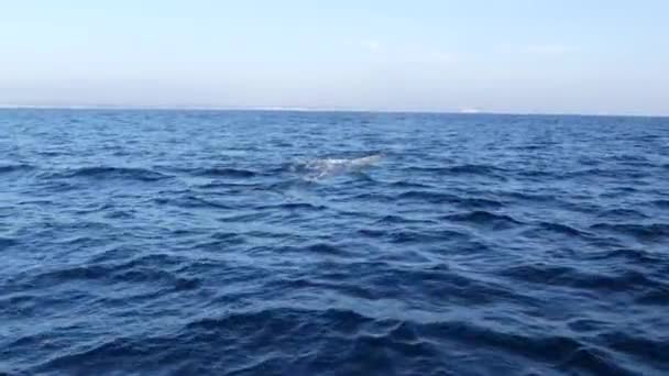 Seascape View from the boat of Grey Whale in Ocean during Whalewatching trip, California, USA. Eschrichtius robustus migrating south to winter birthing lagoon along Pacific coast. Marine wildlife. — Stock Video