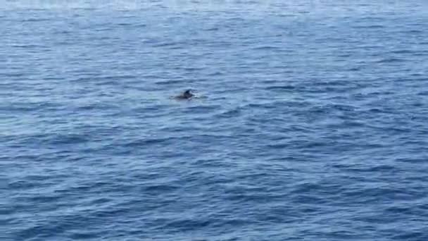 Vue depuis le bateau, groupe de dauphins communs en eau libre pendant la tournée d'observation des baleines, Californie du Sud. Sauter ludique hors de l'océan Pacifique faire des éclaboussures et nager dans la mer. Faune marine — Video