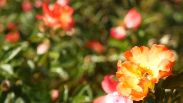 Angol rózsa kert. Rosarium Virágos háttér. Gyengéd virágok virágoznak, a méh virágport gyűjt. Közelkép a rózsafüzér virágágyás. Virágzó bokor, szelektív fókusz rovarokkal és finom szirmokkal. — Stock videók