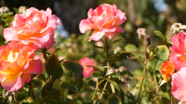 İngiliz gül bahçesi. Rosarium Çiçek arka planı. Yumuşak çiçekler açıyor, bal arısı polen topluyor. Tespih çiçeği tarlasına yakın çekim. Çiçekli çalı, böceklerle ve hassas yapraklarla seçici bir odak.. — Stok video