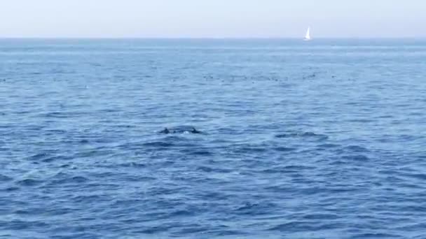 在南加州的鲸鱼观光之旅中，从船上观看，普通海豚在开阔的水面上飞来飞去。玩世不恭地跳出太平洋，在海里飞溅和游泳。海洋野生生物 — 图库视频影像
