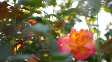 İngiliz gül bahçesi. Rosarium Çiçek arka planı. Yumuşak çiçekler açıyor, bal arısı polen topluyor. Tespih çiçeği tarlasına yakın çekim. Çiçekli çalı, böceklerle ve hassas yapraklarla seçici bir odak..