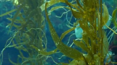Işık ışınları dev bir Kelp ormanından geçiyor. Macrocystis pyrifera. Dalış, akvaryum ve deniz konsepti. Su altında, sallanan yosun yapraklarına yakın çekim. Güneş ışığı, canlı ve egzotik okyanus bitkilerini deler.