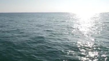 Güney Kaliforniya 'da Balina İzleme Turu sırasında açık denizdeki yunus sürüsü tekneden görülüyor. Pasifik Okyanusu 'ndan neşeyle atlamak, su sıçratmak ve denizde yüzmek. Deniz yaban hayatı