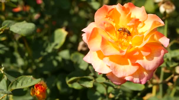 Αγγλικός κήπος με τριαντάφυλλα. Ροσάριο Floral φόντο. Τα τρυφερά λουλούδια ανθίζουν, η μέλισσα συλλέγει γύρη. Κοντινό πλάνο του κομπολόι κρεβάτι λουλούδι. Ανθοφόρος θάμνος, επιλεκτική εστίαση με έντομα και λεπτά πέταλα. — Αρχείο Βίντεο