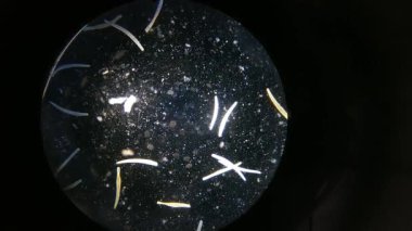 Mikro-polis büyütmesindeki mikroorganizmaları ya da mikropları kapatın. Macro, 3 boyutlu animasyon değil. Mikrobiyoloji laboratuvarındaki Petri kabının nano dokusu. Soyut kavramsal biyolojik altyapı. Mikroskopi yakınlaştırması.