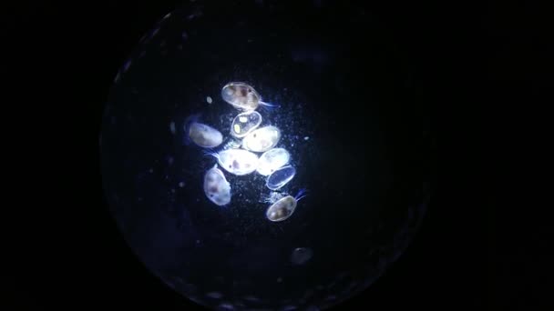 Close-up de micro-organismos ou micróbios na ampliação do microscópio. Macro, não animação 3D. Textura nano da placa de Petri no laboratório de microbiologia. Biografia conceitual abstrata. Zoom microscópico . — Vídeo de Stock